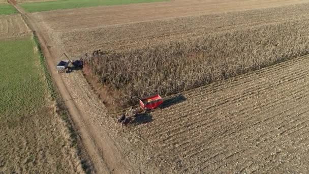 Аерофотозйомка Амішів Фермер Збирає Свій Осінній Урожай Кукурудзи Ятьма Конями — стокове відео