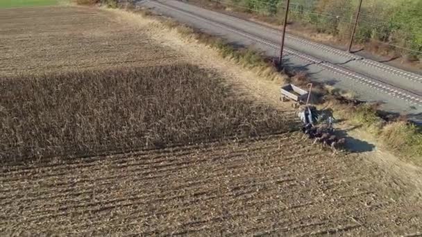 Vista Aérea Agricultor Amish Colhendo Sua Colheita Outono Milho Com — Vídeo de Stock