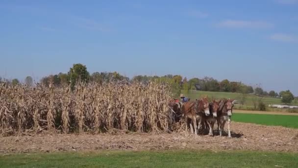 在阳光灿烂的一天 用三匹马和一台汽油驱动的收割机收割玉米的阿米什族工人 — 图库视频影像