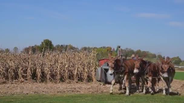 Amish Arbetare Skördar Sin Majs Gröda Med Hästar Och Gasdriven — Stockvideo