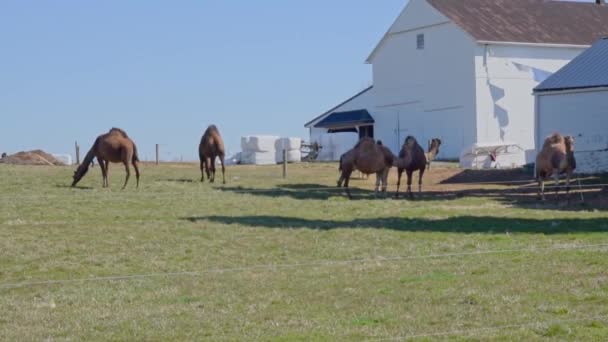 Herd Camels Grazen Een Amish Farm Pennsylvania Met Een Miniatuurpony — Stockvideo