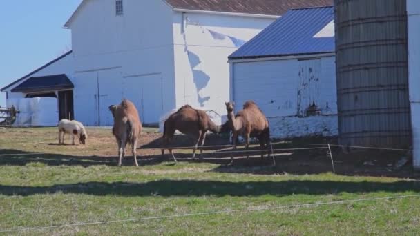 在阳光明媚的春天 一群骆驼在宾夕法尼亚的一个羊肉农场里吃草 — 图库视频影像