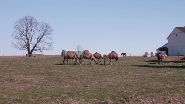 Stado Wielbłądów Wypas Farmie Amiszów Pensylwanii Miniaturowym Kucykiem Słoneczny Dzień — Wideo stockowe