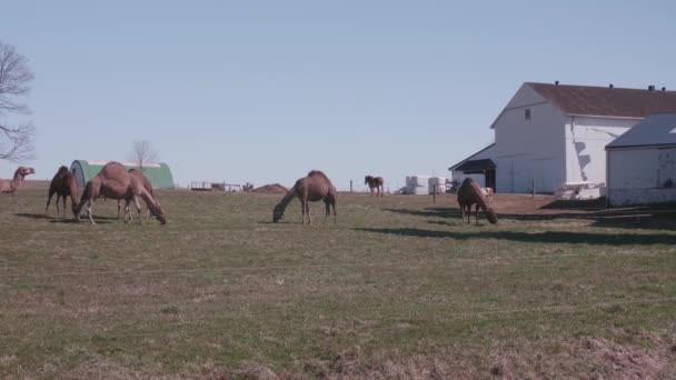 Hjord Kameler Som Betar Amish Farm Pennsylvania Med Miniponny Solig — Stockvideo