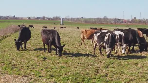 Moción Lenta Vacas Pastando Una Granja Amish Día Invierno — Vídeo de stock