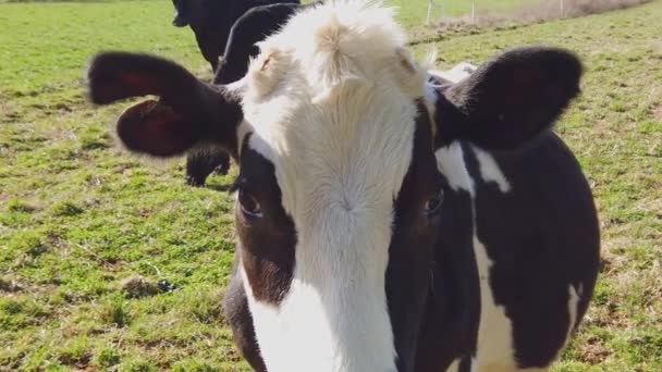 Primer Plano Una Vaca Pastando Una Granja Amish Pennsylvania Soleado — Vídeo de stock