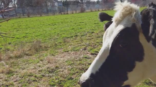 Close Van Een Koe Grazen Een Amish Farm Pennsylvania Een — Stockvideo