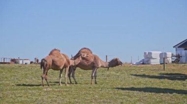 Güneşli bir bahar gününde Pensilvanya 'da bir Amish Çiftliğinde otlayan Camel Sürüsü