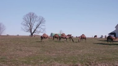 Pensilvanya 'da bir Amish çiftliğinde, güneşli bir bahar gününde minyatür bir midilliyle otlayan bir deve sürüsü.