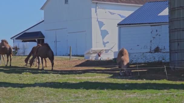 在宾夕法尼亚州的一个亚米什农场 一群骆驼正在吃草 而在一个阳光明媚的春天 人们躺在那里休息 — 图库视频影像