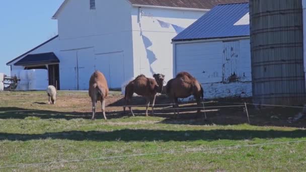 Manada Camellos Paseando Una Granja Amish Pennsylvania Con Poni Miniatura — Vídeos de Stock