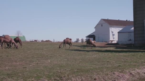 Stado Wielbłądów Wypas Farmie Amiszów Pensylwanii Miniaturowym Kucykiem Słoneczny Dzień — Wideo stockowe