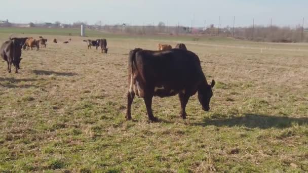 Mouvement Lent Des Vaches Broutant Sur Une Ferme Amish Jour — Video