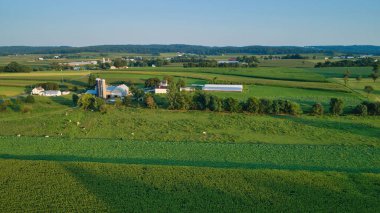 Öğleden sonra tarlaların, mısır ekinlerinin ve tarlaların havadan görünüşü