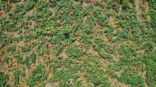 Flygfoto Nedåt Pumpor Som Växer Fälten Solig Dag — Stockfoto