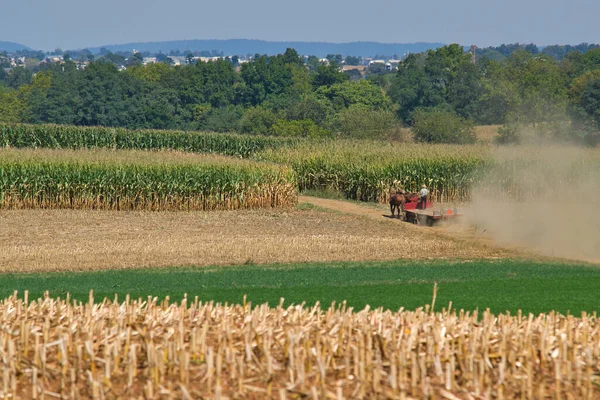 Amish ailesi güneşli bir sonbahar gününde mısırları hasat etmek için birlikte çalışıyorlar.