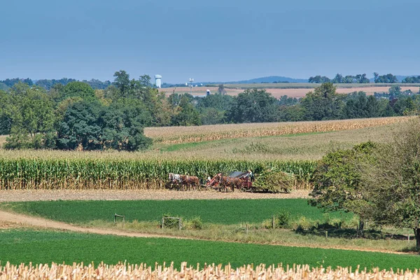 Amish Család Együtt Dolgozik Hogy Betakarítsák Kukoricát Egy Napos Őszi — Stock Fotó