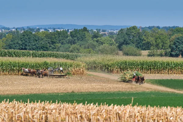 Familia Amish Trabajando Juntos Para Cosechar Maíz Día Soleado Otoño — Foto de Stock