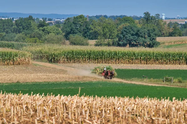 Amish Familj Arbetar Tillsammans För Att Skörda Majs Solig Höstdag — Stockfoto