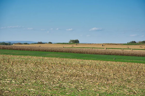 Amish Család Együtt Dolgozik Hogy Betakarítsák Kukoricát Egy Napos Őszi — Stock Fotó