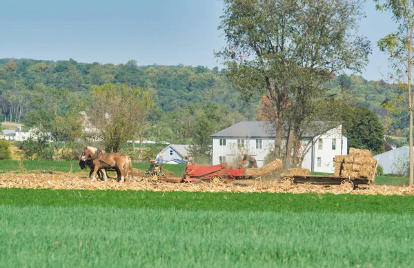 Amish family working together to harvest the corn on a sunny autumn day