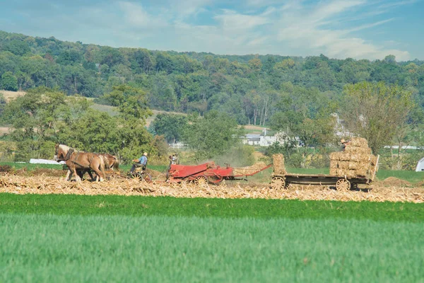 Amish family working together to harvest the corn on a sunny autumn day