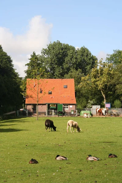 City Farm with animals — Stock Photo, Image