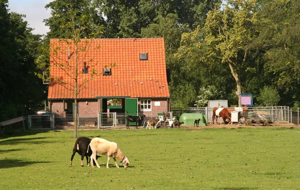 City Farm with animals