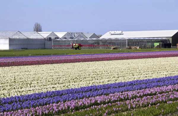 Flower Farm in Holland — Stock Photo, Image