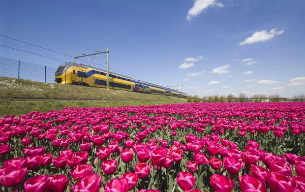 Pociąg i kwiat pól w Holandii — Zdjęcie stockowe