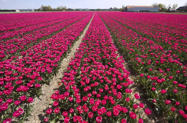 Campo de flores vermelhas na Holanda — Fotografia de Stock