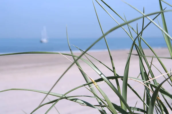 Dune grass and sail boat — Stock Photo, Image