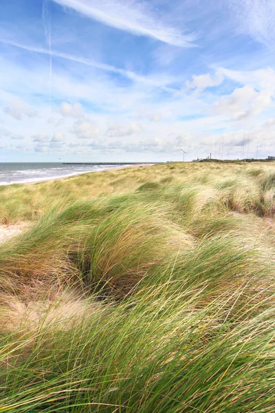 Hierba de dunas en la costa holandesa —  Fotos de Stock