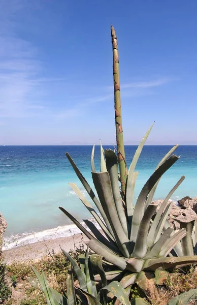 Cactus sur la plage de Rhodes, Grèce — Photo