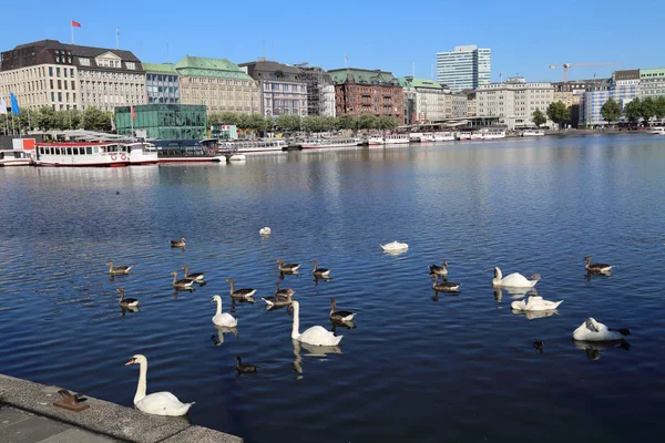 Cygnes et canards en Hambourg, Allemagne — Photo