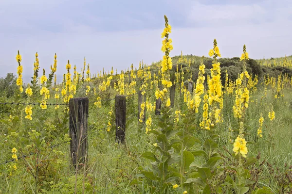 Wild flowers in the dunes — Stock Photo, Image