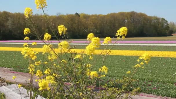 Virágmezők Tavasszal Hillegomban Hollandiában — Stock videók