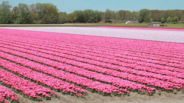 Hollanda Hillegom Ilkbaharda Çiçek Tarlaları Stok Çekim 