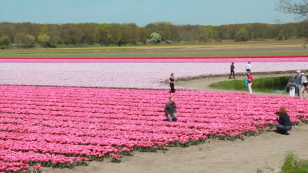 Turisté Fotografovat Mezi Růžové Květy Jaře Hillegom Holandsko Dne Dubna Stock Video