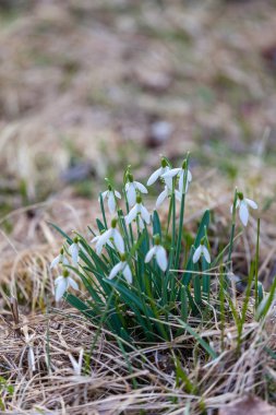 kardelen bahar çiçekleri.