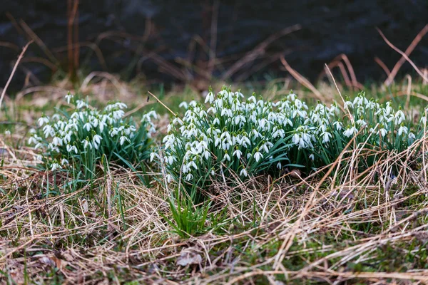 Snödroppe vårblommor. — Stockfoto