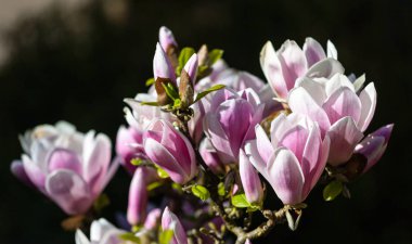 pembe Manolya çiçek