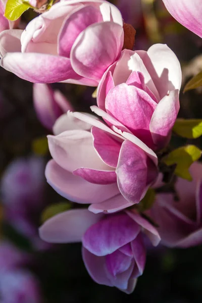 Roze magnolia bloemen — Stockfoto