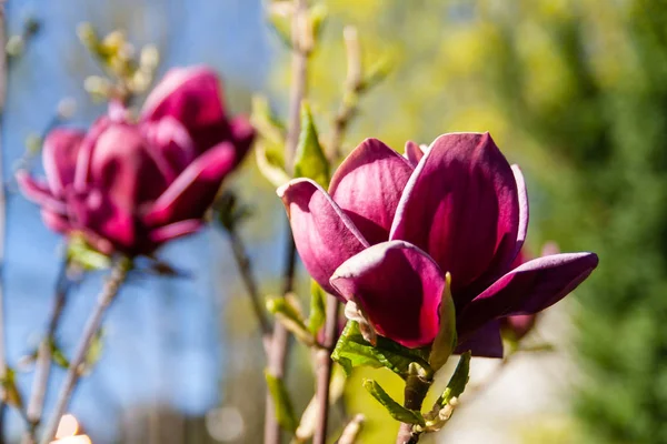 Roze magnolia bloemen — Stockfoto