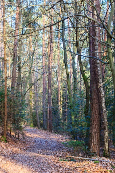 Odenwald-skogen på våren — Stockfoto