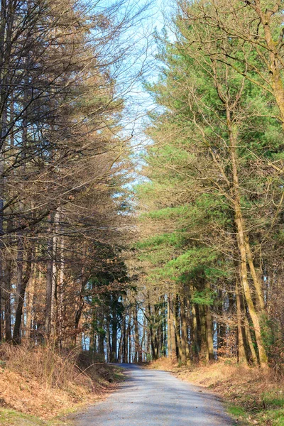 Odenwald bos op voorjaar — Stockfoto