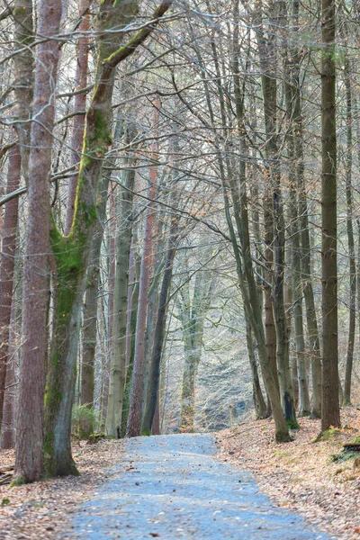 Odenwald im Frühling — Stockfoto