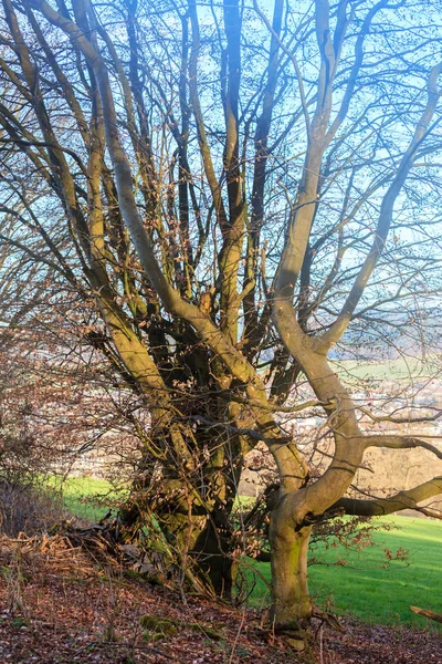 Floresta de Odenwald na primavera — Fotografia de Stock