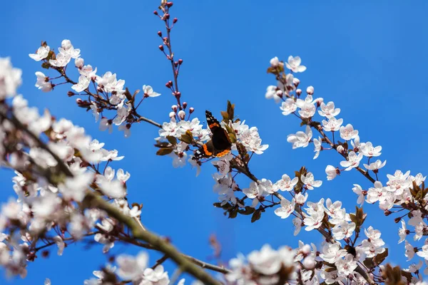 Jarní třešňový květ — Stock fotografie