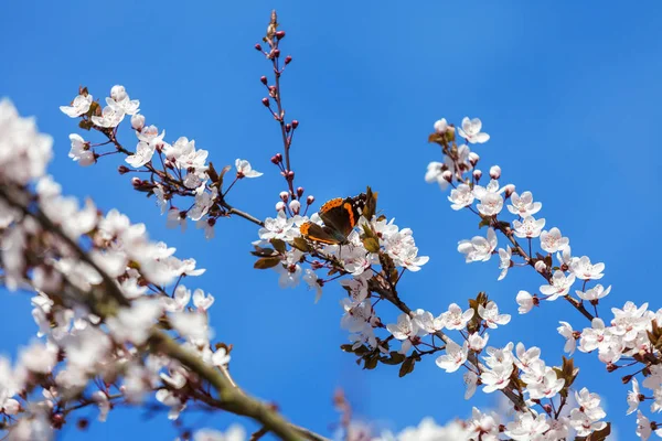 Jarní třešňový květ — Stock fotografie